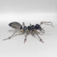 Ant Armor Metal Model Kit Comes With A Three-color Shell_005