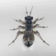 Ant Armor Metal Model Kit Comes With A Three-color Shell_011